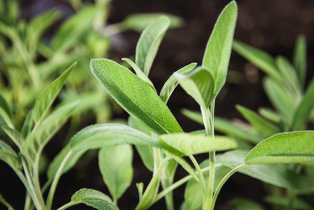 Salvia da giardino in primavera Le piante di Salvia officinalis crescono nel giardino delle erbe