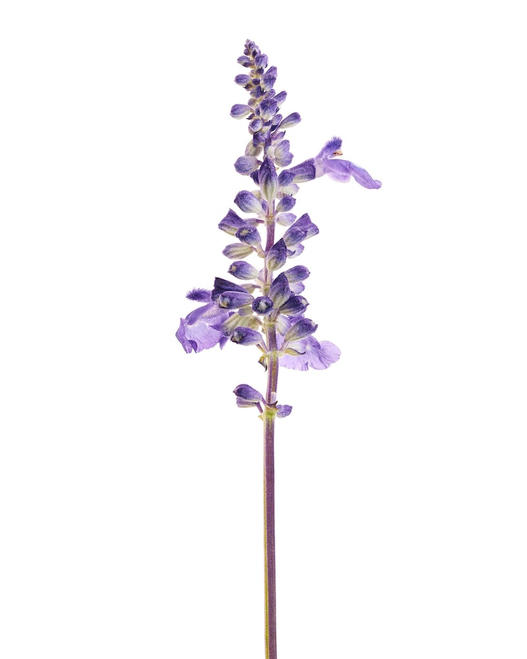 Foto salvia farinacea salvia blu fiori di salvia a tazza farinosa che sbocciano isolati su sfondo bianco