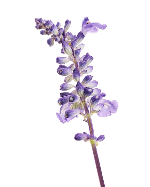 Salvia farinacea Salvia blu Fiori di salvia a tazza farinosa che sbocciano isolati su sfondo bianco