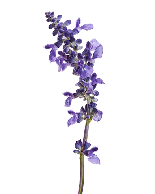 Salvia farinacea Salvia blu Fiori di salvia a tazza farinosa che sbocciano isolati su sfondo bianco