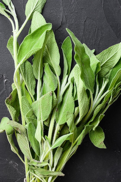 Salvia fresca biologica su sfondo nero vista dall'alto da vicino.