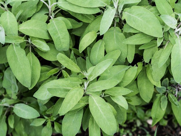 Salvia fresca nel giardino delle erbe