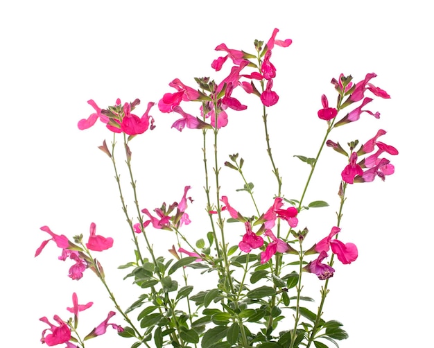 Salvia microphylla in studio