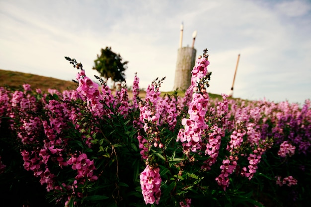 Salvia nemorosa, rosa Frisia Salvia, Thailandia