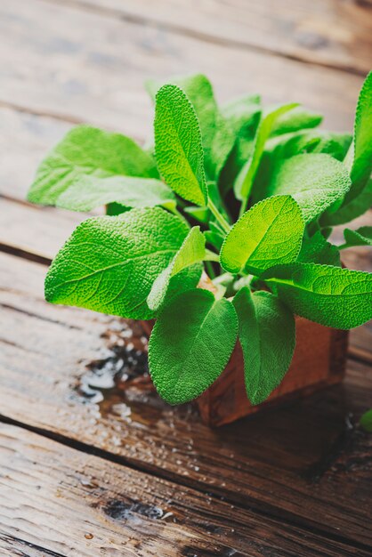 Salvia officinalis