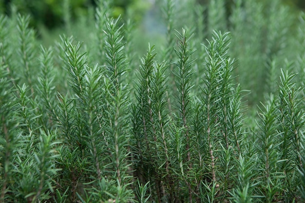 Salvia rosmarino