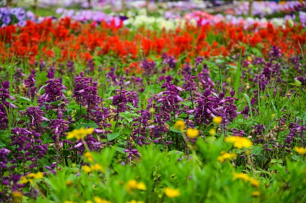 Salvia splendens nel parco