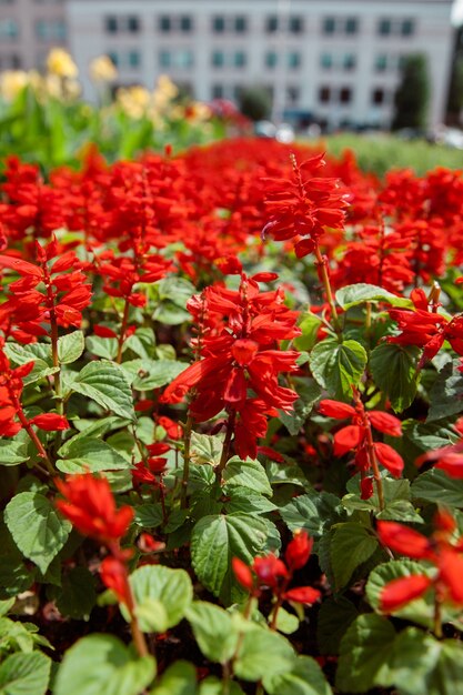 Salvia splendente. Fiore rosso. Salvia scarlatta. salvia frizzante