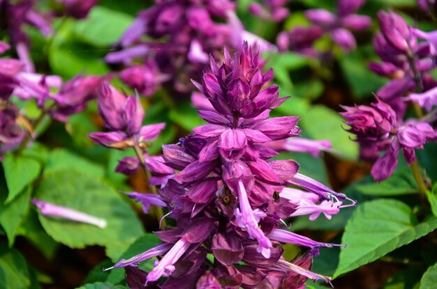 Salvia viola splendens nel parco