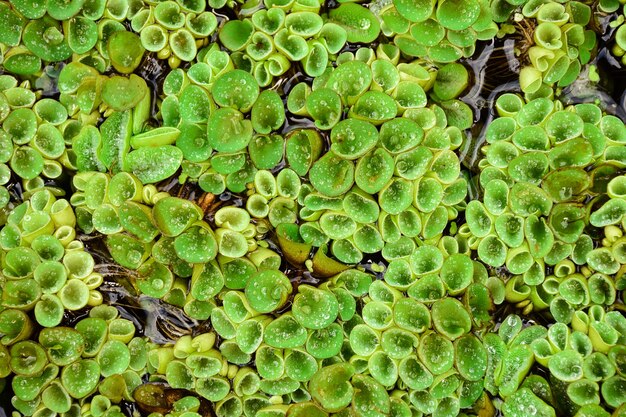 Salvinia natans texture di lenticchie d'acqua