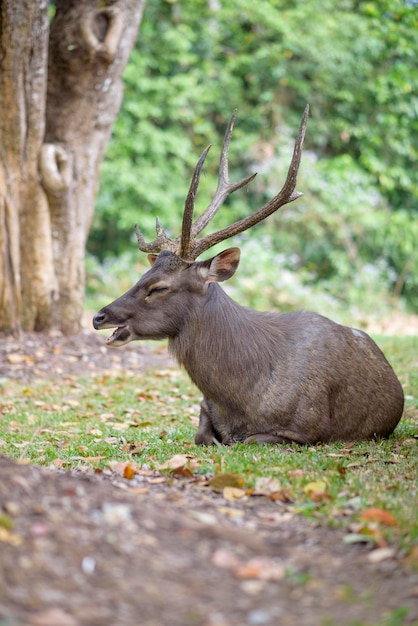 Sambar Deer Ruminant nella riserva naturale