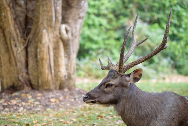 Sambar Deer Ruminant nella riserva naturale