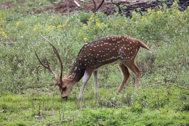 sambar