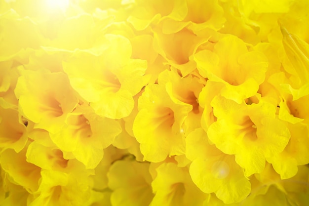 Sambuco giallo Trumpetbush Trumpetflower fiori gialli sfondo