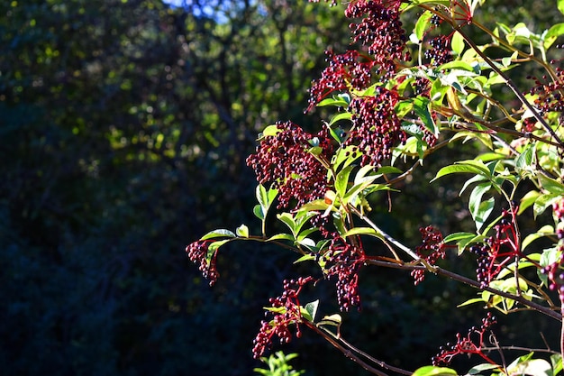 Sambuco Sambucus nigra con frutti maturi