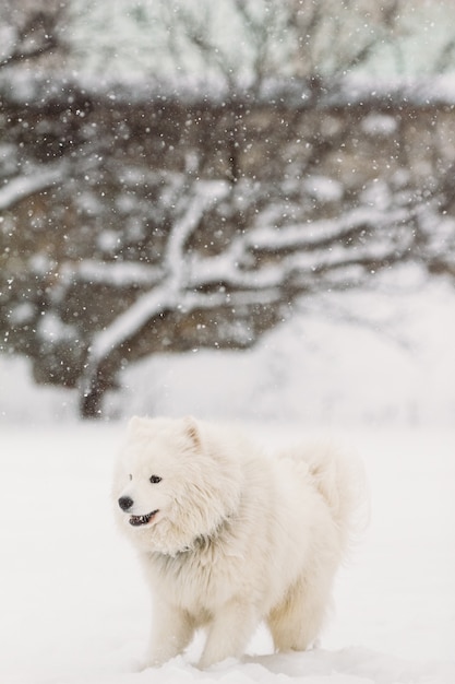 Samoiedo cane bellissimo bianco