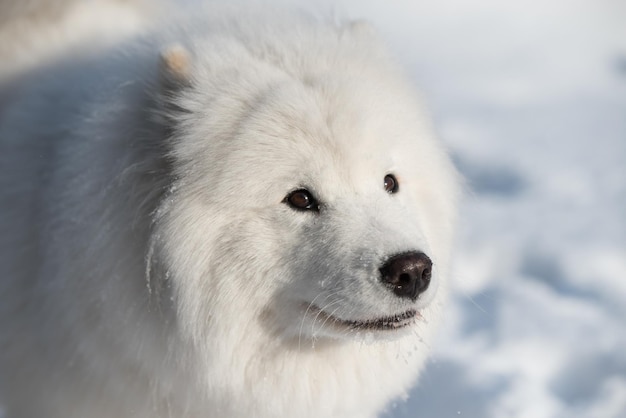 Samoiedo cane bianco vicino sulla neve fuori su sfondo invernale