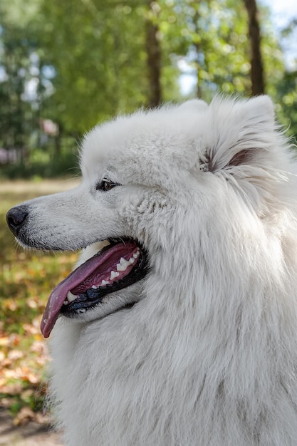 Samoiedo Un cane purosangue in un parco naturale Animali domestici