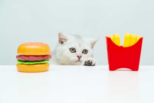 San Pietroburgo, Russia. Il gattino bianco britannico esamina le patatine fritte e un hamburger. Cibo in plastica giocattolo.