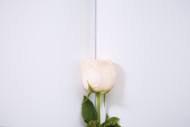 San Valentino sfondo. Rose rosa su sfondo di carta