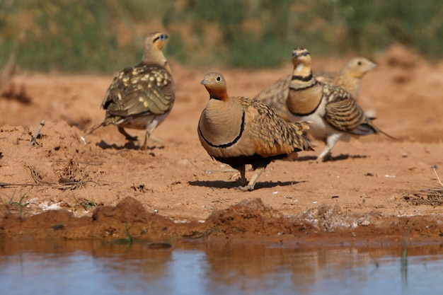 Sandgrouse maschio e femmina dal ventre nero e maschio e femmina pin-tailed sandgrouse