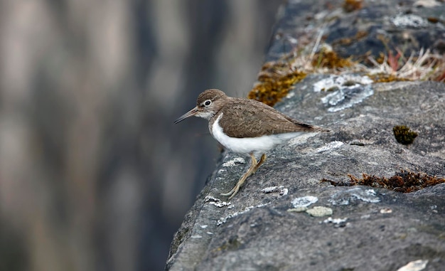 Sandpiper comune su un muro di pietra a secco coperto di licheni