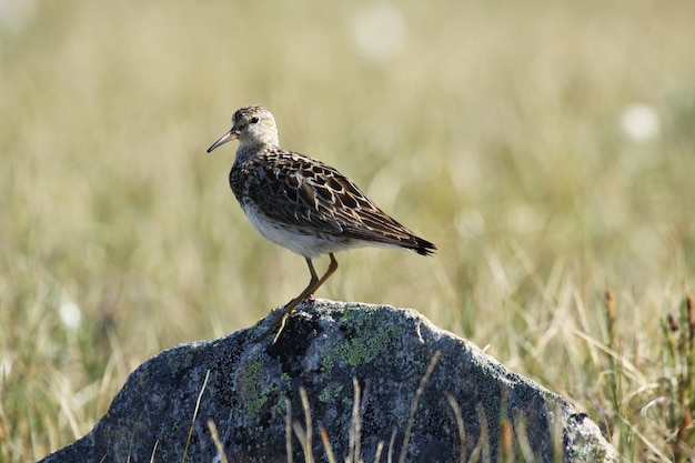 Sandpiper pettorale in piedi su una roccia con erba della tundra in background