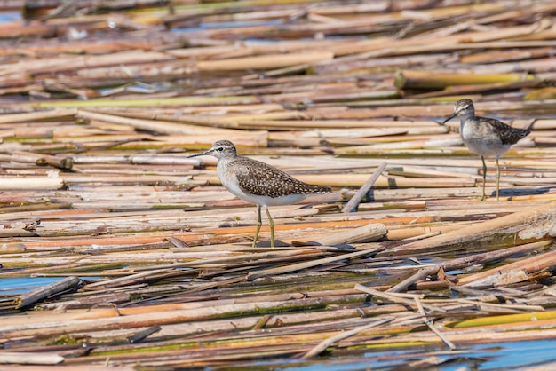 Sandpiper, Wood Sandpiper (Tringa glareola)