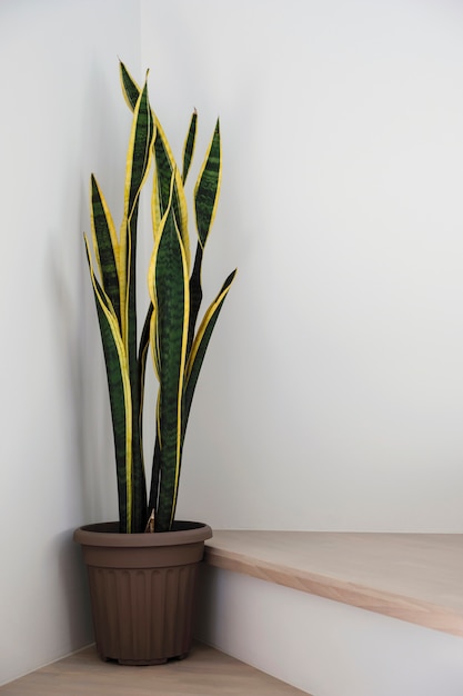 Sansevieria o pianta di serpente a scala in casa