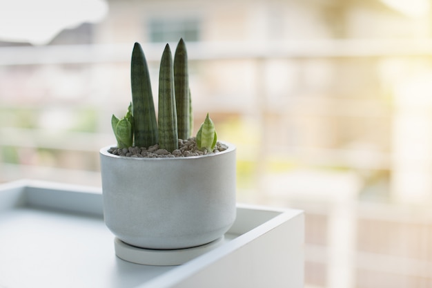 Sansevieria stuckyi in vaso di cemento grigio