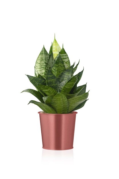 Sansevieria trifasciata Hahnii o pianta serpente in vaso di metallo lucido rame