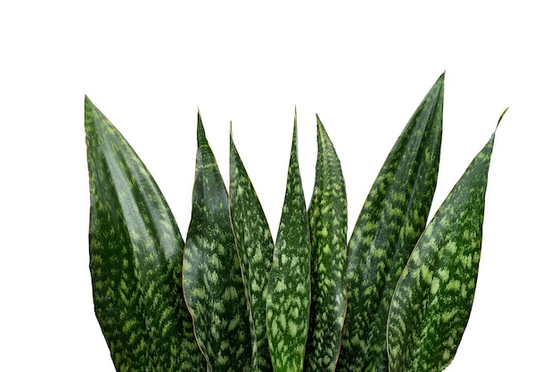 Sansevieria trifasciata pianta o pianta di serpente su sfondo bianco.