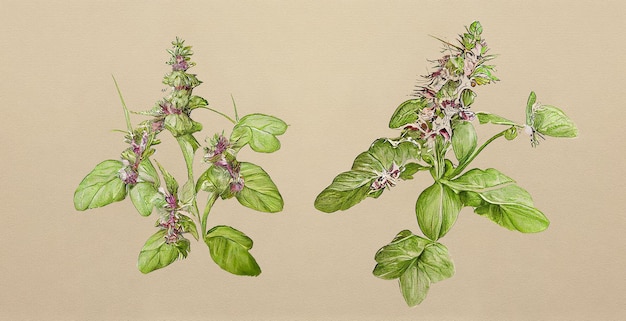 Santo Basilio (Ocimum Sanctum). Illustrazione botanica su carta bianca. Le migliori piante medicinali