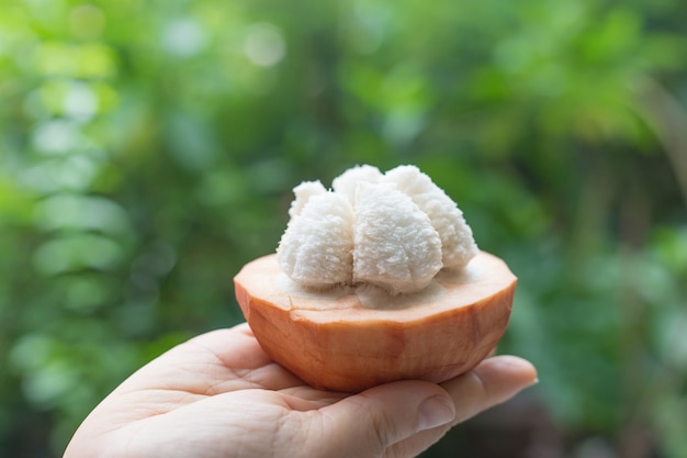 Santol è un frutto originario dell'Asia. Ha un sapore agrodolce con una deliziosa polpa marrone e bianca.