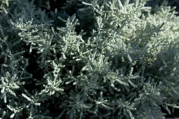 Santolina grigia o cotone lavanda con fogliame d'argento che cresce nel giardino d'autunno Fuoco selettivo