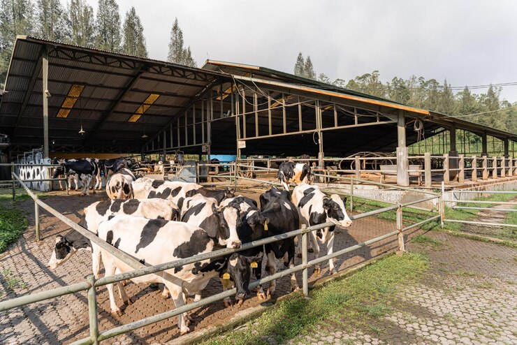 Photo sapi perah sedang dalam proses pengambilan susu