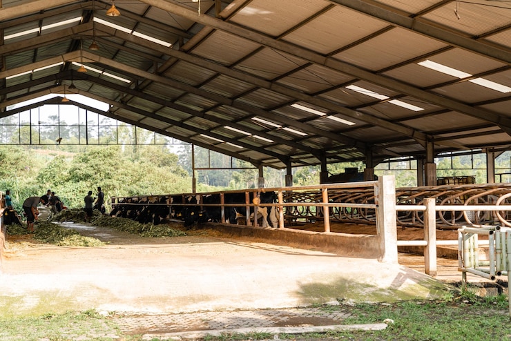 Photo sapi perah sedang dalam proses pengambilan susu