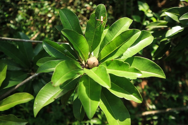 Sapodilla frutto sull'albero