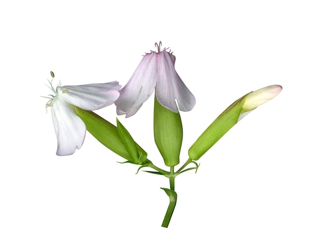 Saponaria officinalis o soapwort è usato come un sapone molto delicato e trattare la Sindone di Torino