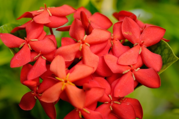 Saraca Asoca. primo piano del fiore rosso di asoka. un albero considerato sacro dagli indù. naturale. soka