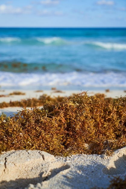 Sargasso ammucchiato sulla spiaggia sulla sabbia nei Caraibi Consapevolezza ambientale