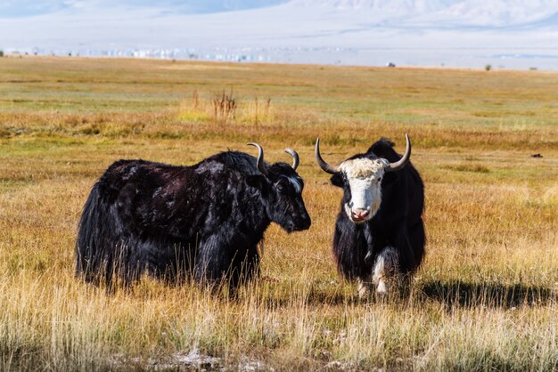 Sarlyks yak addomesticati su un pascolo nella steppa KoshAgachsky distretto Repubblica di Altai Russia