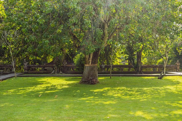 Sarong sull'albero sacro, Bali, Indonesia