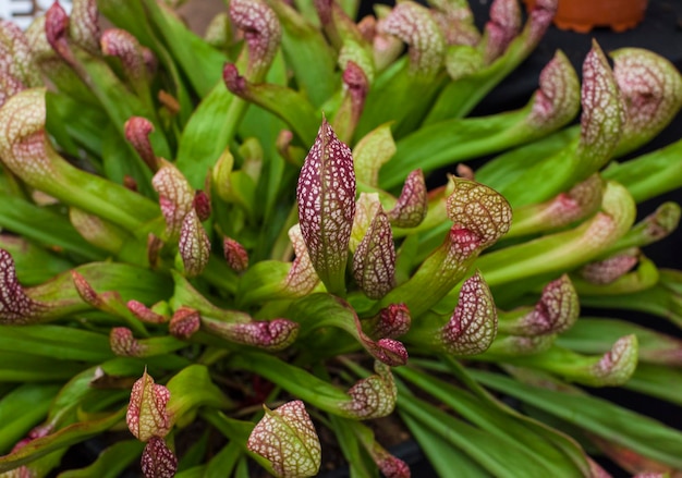 Sarracenia pianta carnivora