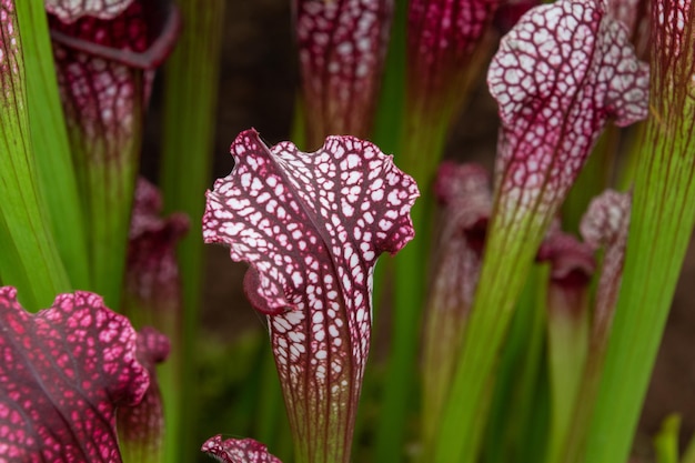 sarracenia Primo piano della pianta carnivora nordamericana