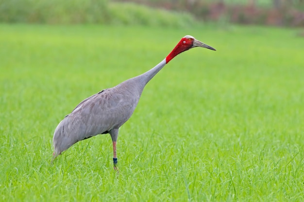 Sarus crane Grus antigone Beautiful Birds of Thailand