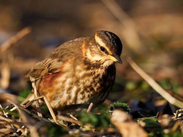 Sassello Turdus iliacus