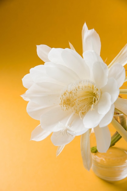 Saussurea obvallata o fiore di brahma kamal o loto bianco, è originario dell'Himalaya e dell'Uttarakhand, India, isolato