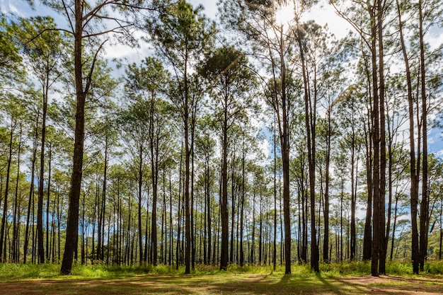 Savana e abetaia nel parco nazionale di Thung Salaeng Luang, Tailandia