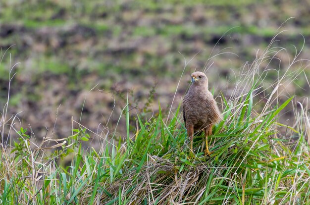 Savanna Hawk nella zona umida brasiliana